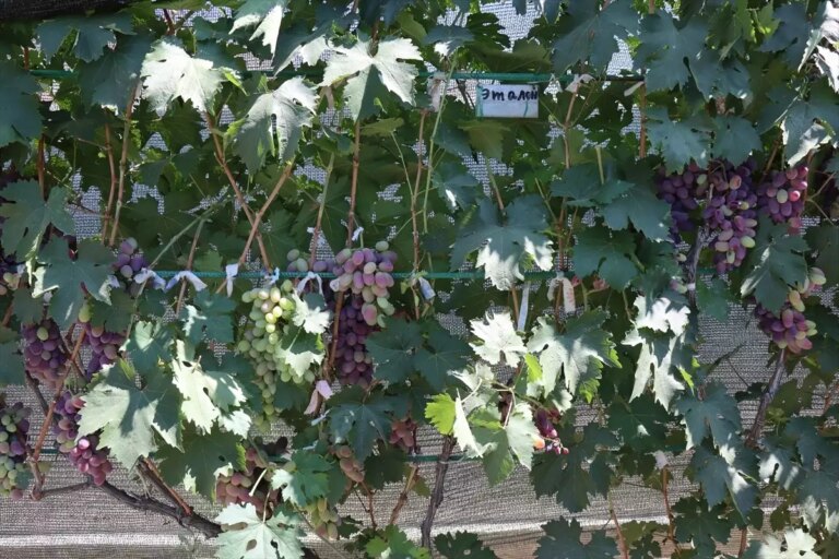 ahiska turku cift ukraynadan getirdigi fidanlarla erzincanda 70 cesit uzum yetistiriyor fEqEgqqS