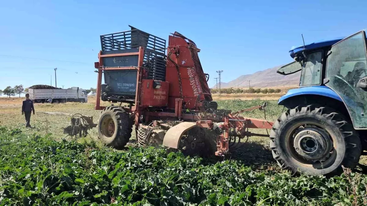 adilcevazda seker pancari hasadi basladi GcaKGCqV