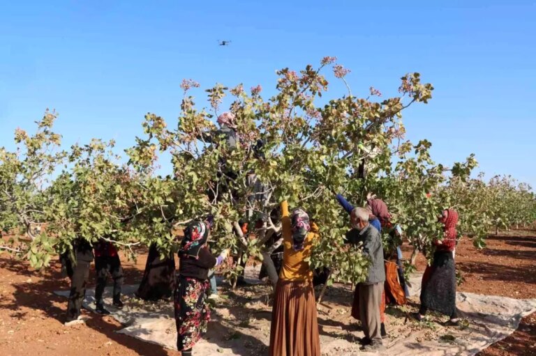 gaziantepte antep fistigi hasat sezonu sona erdi z2f1DaJC