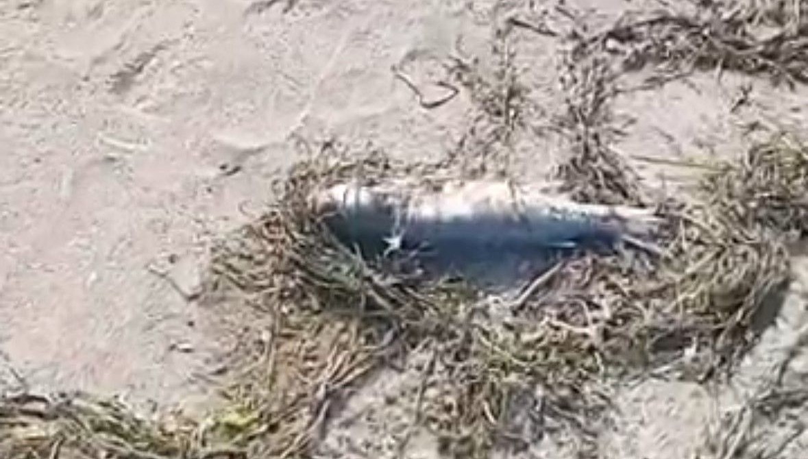 sahilde cok sayida balik olu bulundu xhd6HZQl.jpg