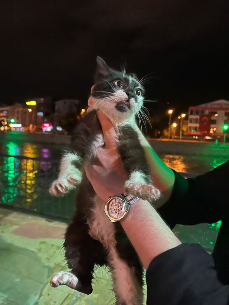 yesilirmak-kiyisinda-mahsur-kalan-kedi-kurtarildi-75gOVPRB