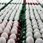 Milyonlarca yumurta salmonella suphesiyle geri cagirildi 1MONh2dM